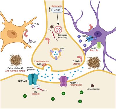Latest advances in mechanisms of epileptic activity in Alzheimer’s disease and dementia with Lewy Bodies